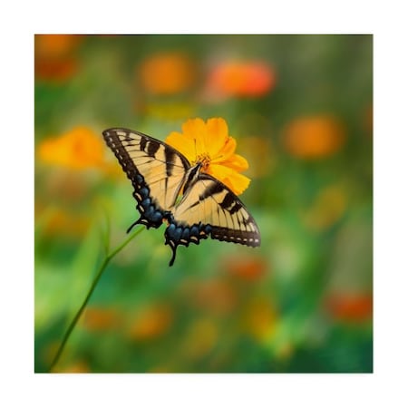 Phburchett 'Butterfly Portrait I' Canvas Art,18x18